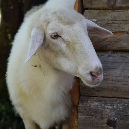 Bovška ovca na kmetiji Jelinčič
