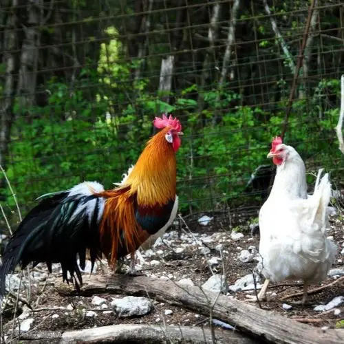 Petelin in kokoš na kmetiji