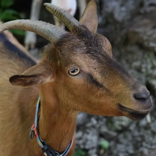 Domača koza na kmetiji Jelinčič